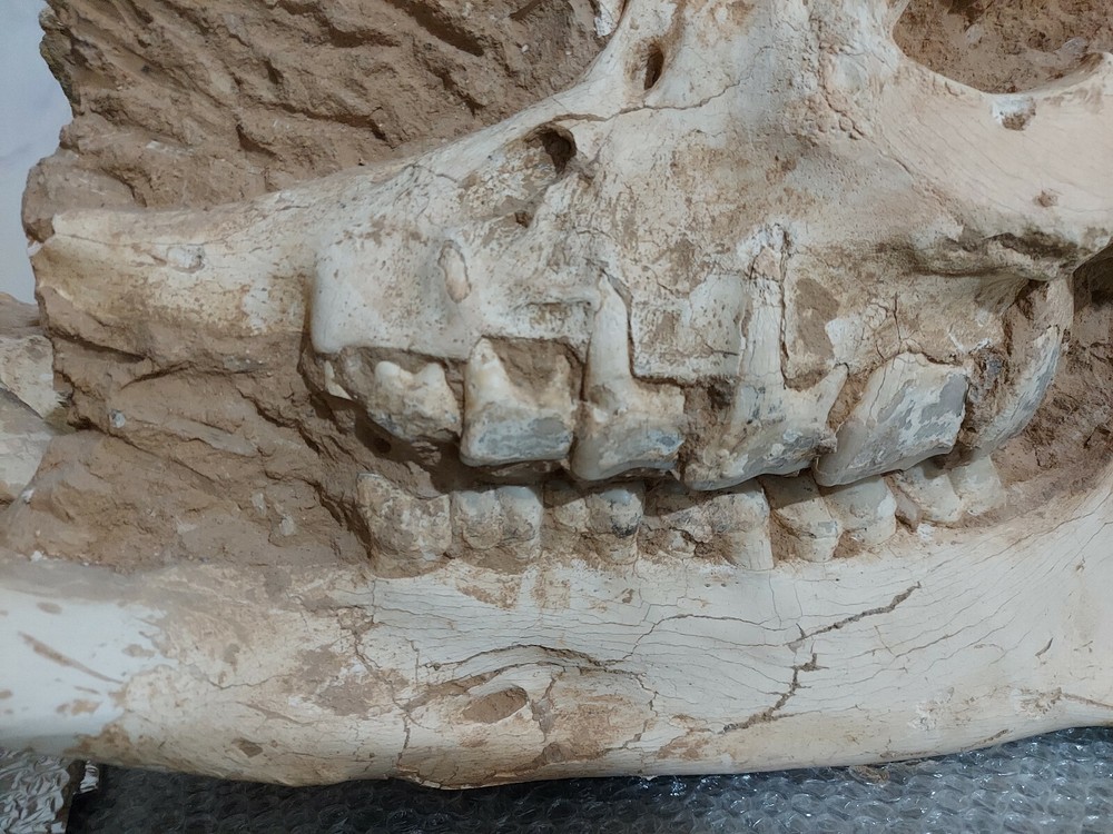Chilotherium ( 2 skulls in single auction )