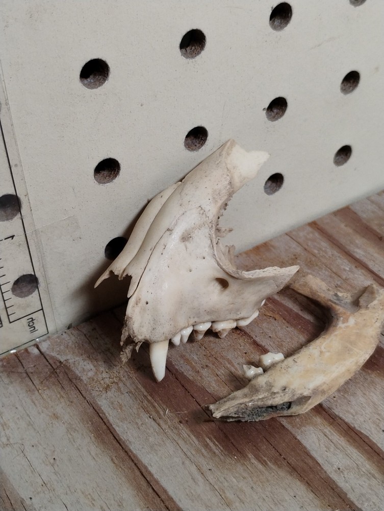 Partial Animal Skull & Jaw Bone Set