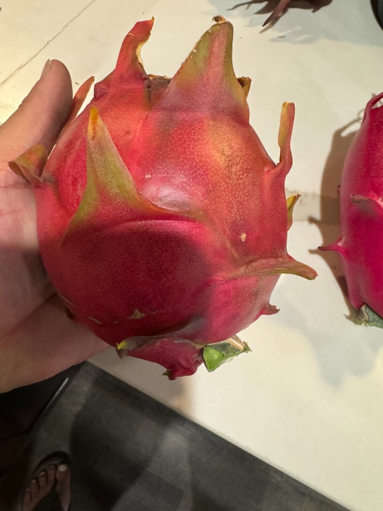DRAGON FRUIT CUTTINGS - MULTIPLE VARIETIES - 13" - 17” Hi