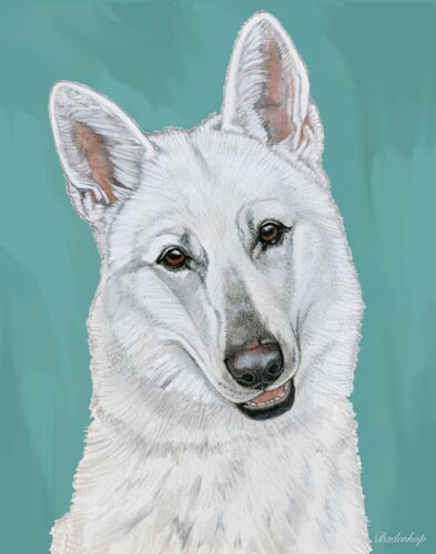 White Shepherd Blank Note Card