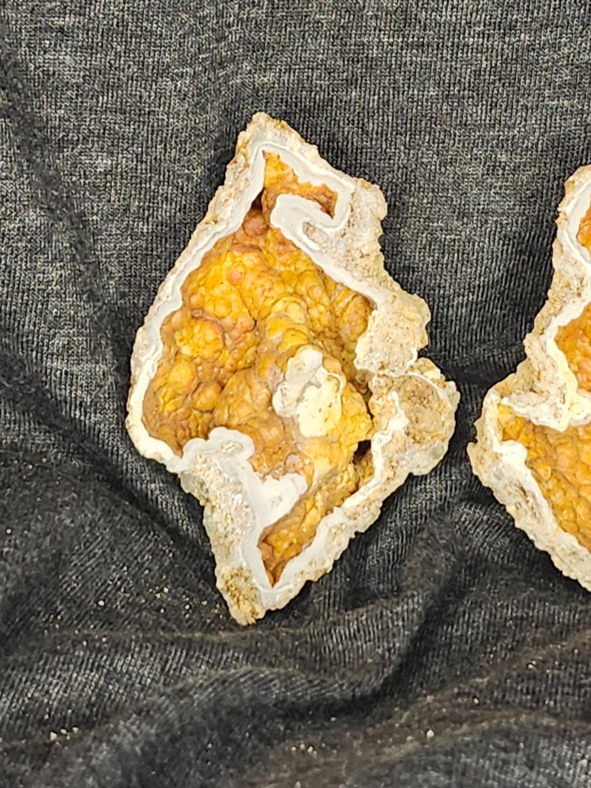 Florida Agatized Coral Fossil Pair, unpolished Chalcedony Fluorescent!