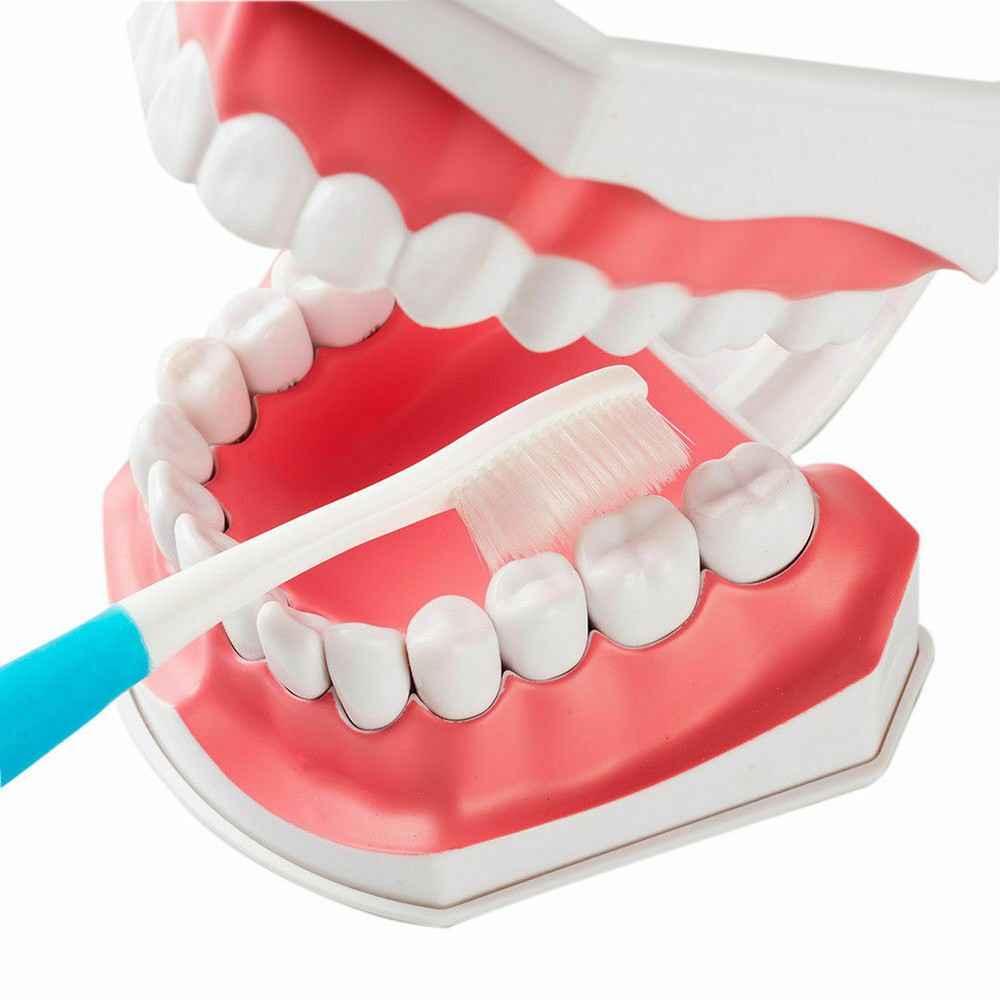 3 Pcs Dental Teaching Demonstration 2 Times Model With Removable Teeth&Toothbrus