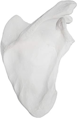 Anatomically Accurate Right Scapula Bone Model - Human Skeleton Replica, Educati
