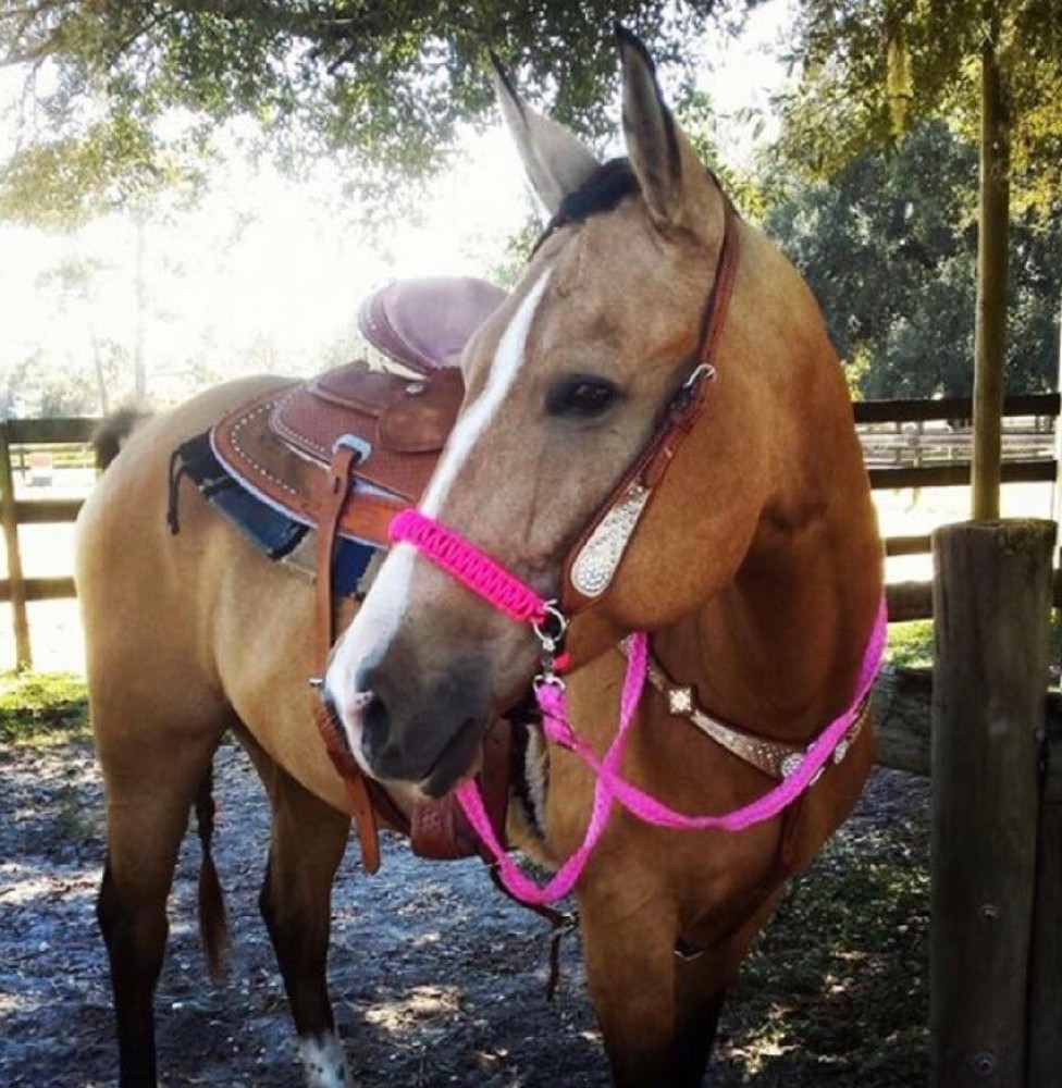side pull hackamore attachment hot pink all size black or brown chinstrap