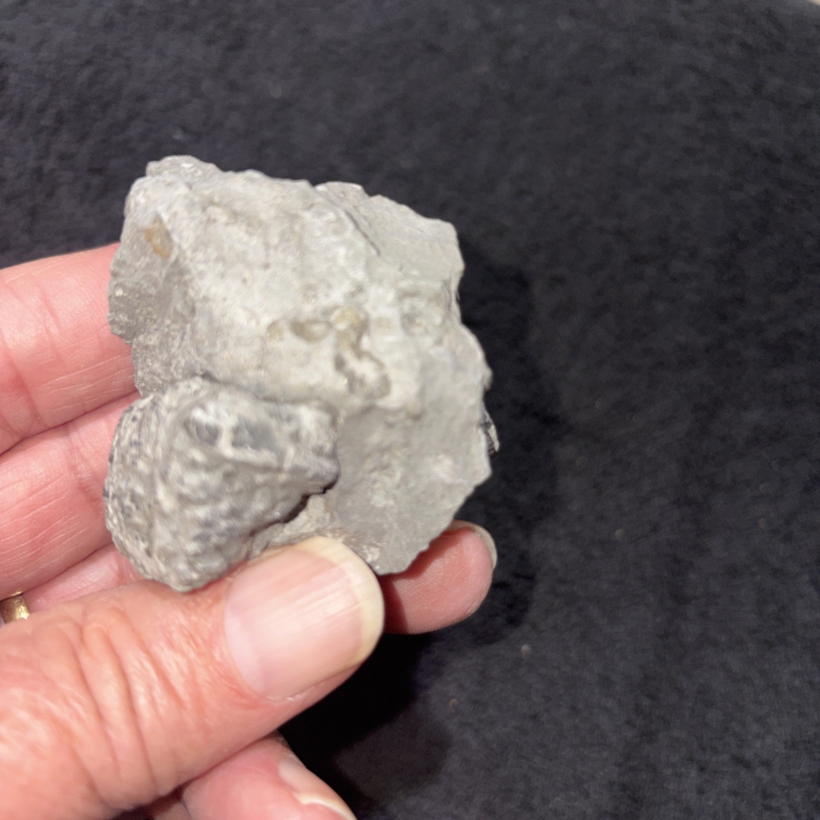 Large Pyritized Greenops Trilobite From Famous Alden NY Devonian