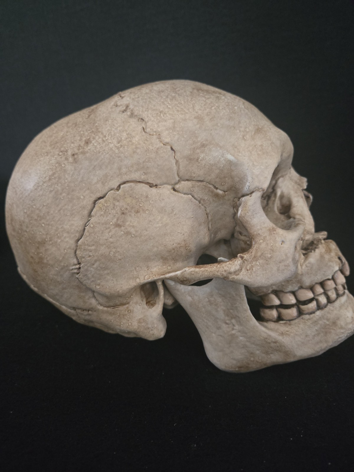 Human Skull Life Size Replica with battle wounds Realistic - Momento Mori