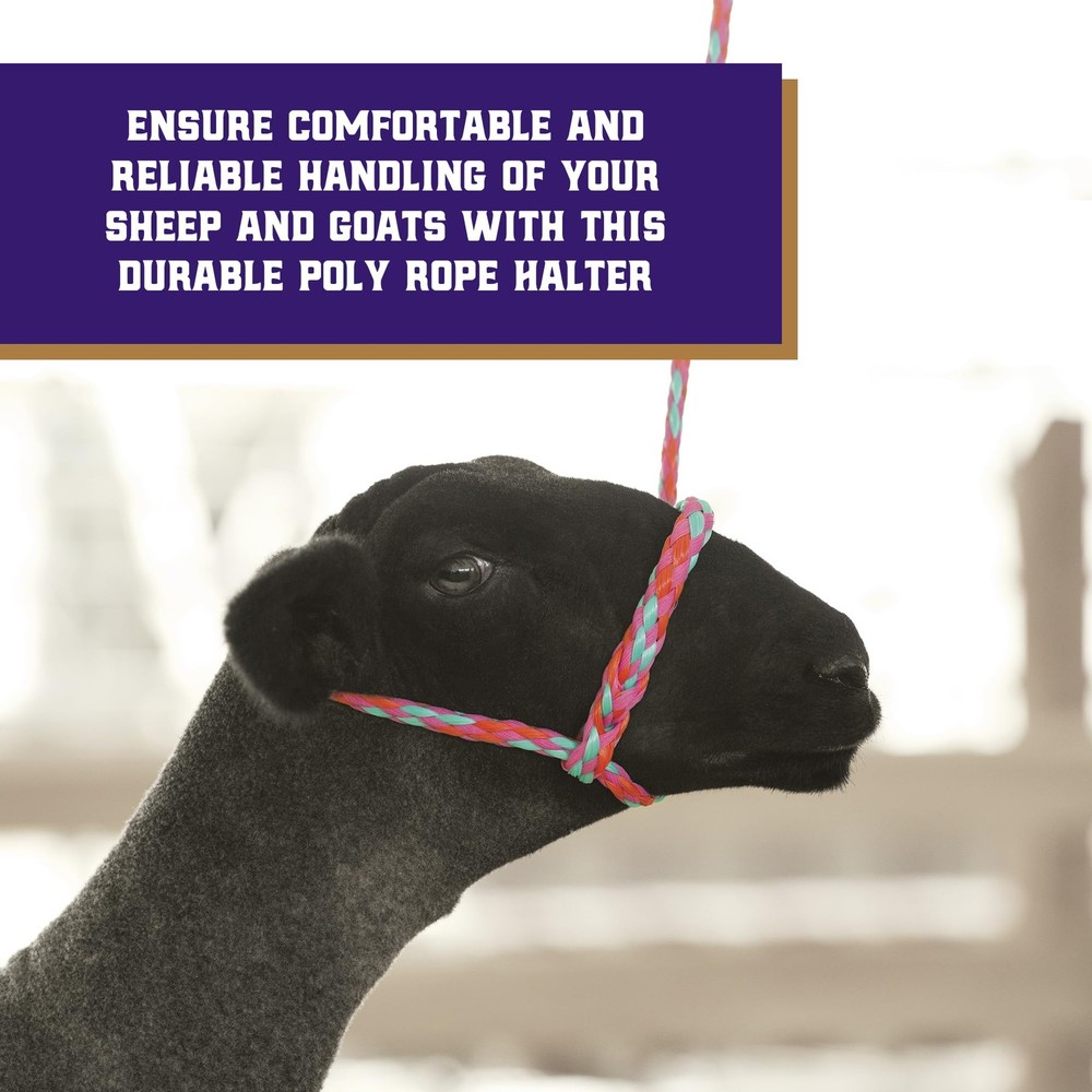 Braided Poly Rope Halter, 4 ft Modern, Adjustable, Soft Braid Sheep Halter, L...