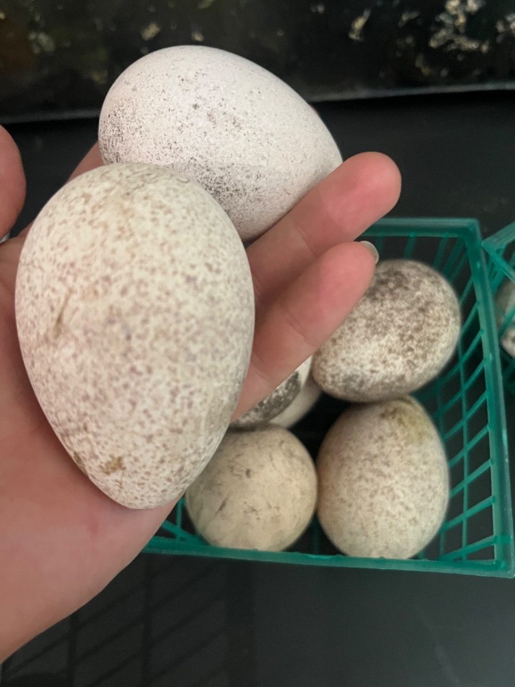 Osceola Turkey Hatching Eggs (One Dozen)