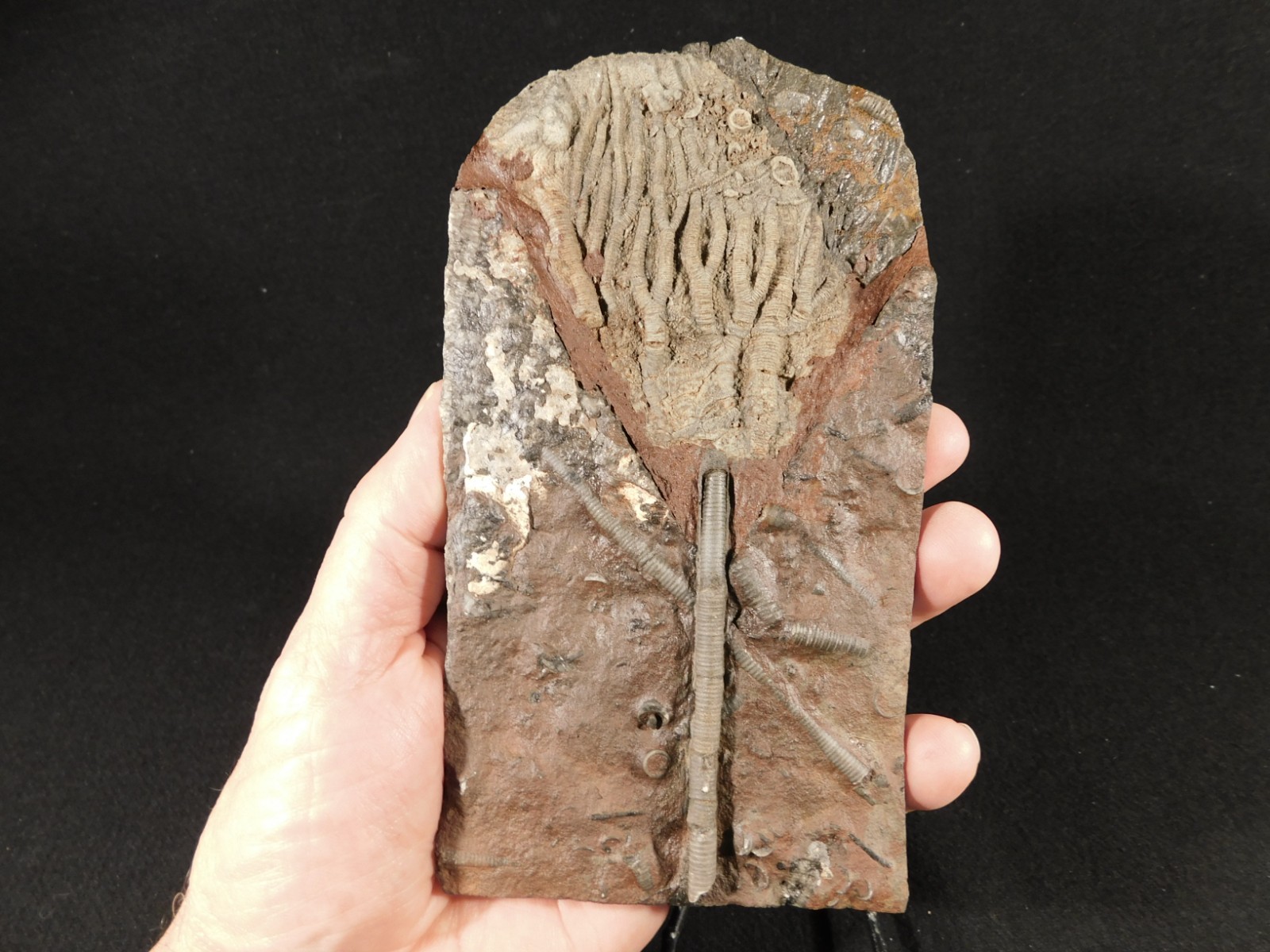 430 Million Year Old! CRINOID Fossil or Sea LILY Fossil Morocco 505gr