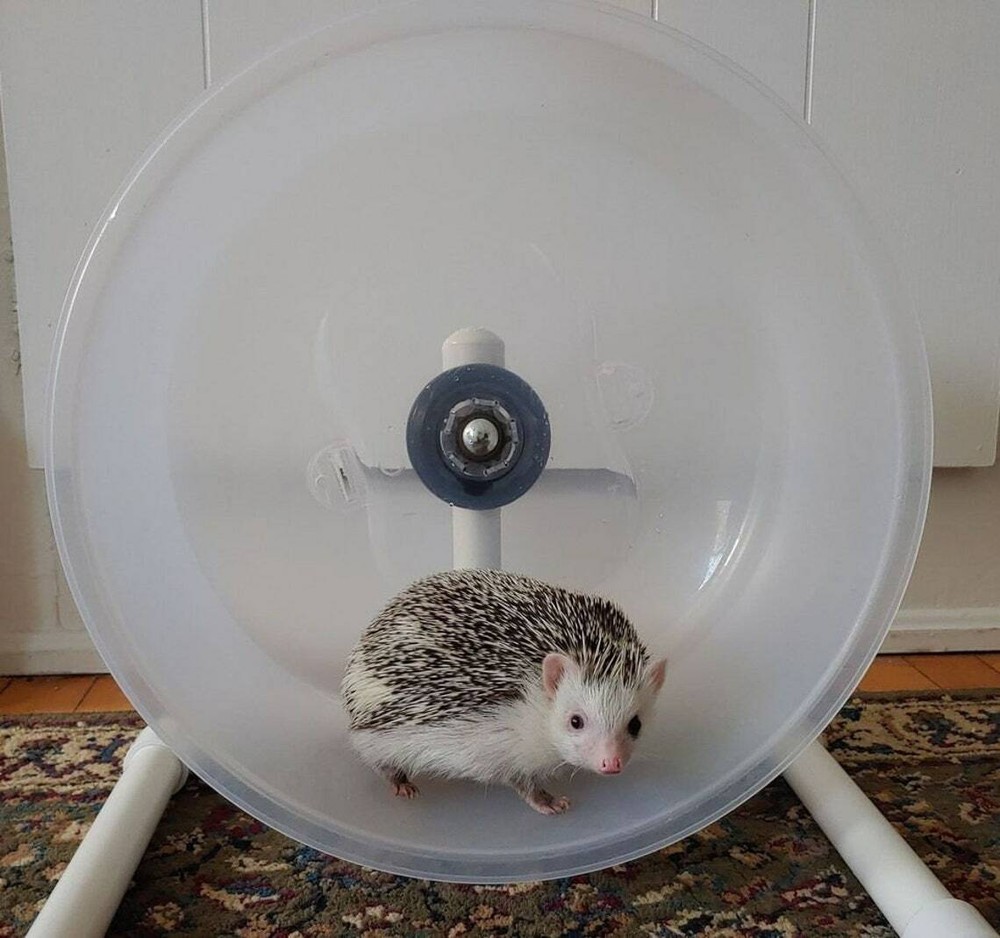 Cape Cod Hedgehogs "Road Race" (Small Animal ) Cake Wheel
