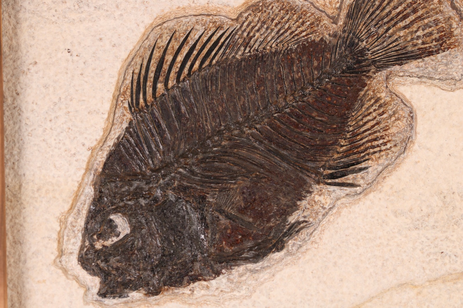 Fossil Fish Superb 5" Cockerellites Green River Formation Wyoming WY COA 10707