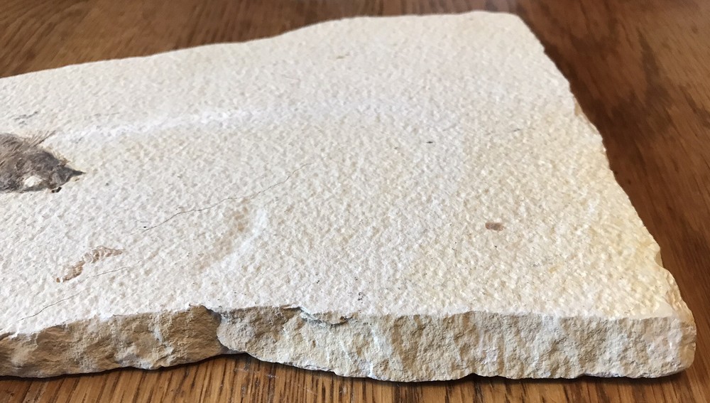 Multiple Fish Fossil Plate