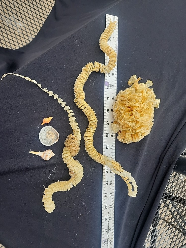 Natural Lightning Whelk Egg Casing Sac Protoconch Shell SeashellFlorida Specemin