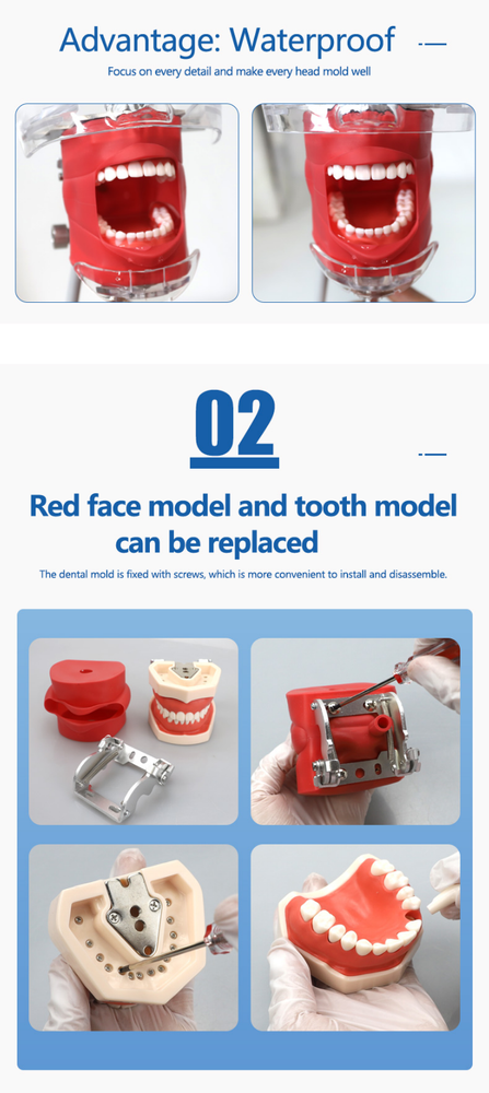 Dental Simulator Phantom Head Model for Education Training Practice US STOCK