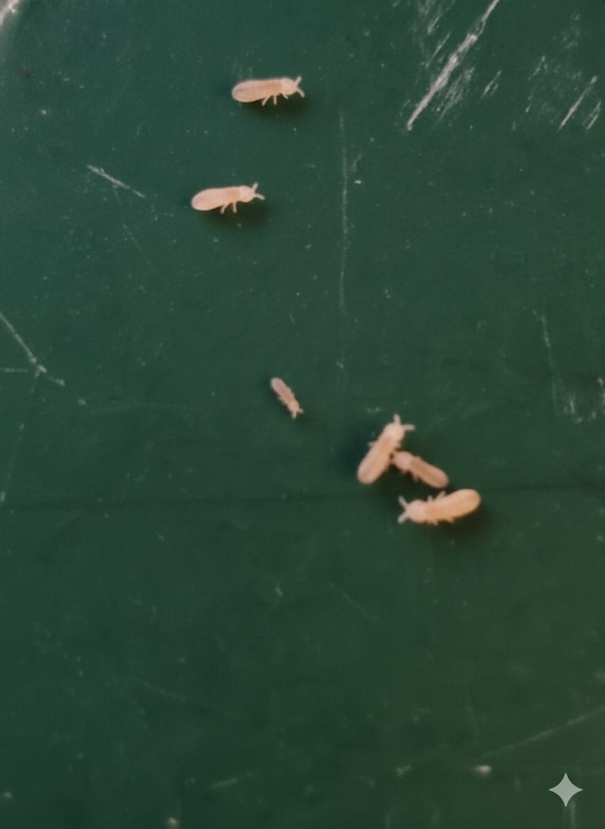 1000+ Temperate Springtails, Free Shipping