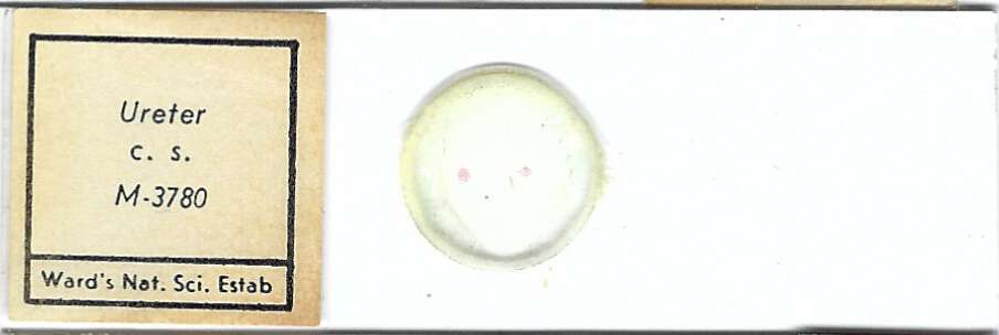 Mammalian Ureter Microscope Slide