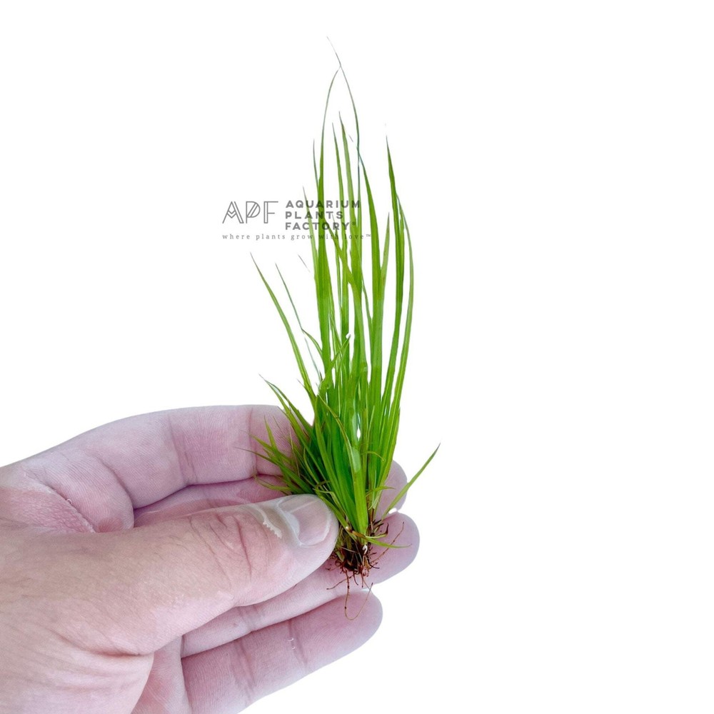 Cyperus Helferi | Aquarium Plants Factory®