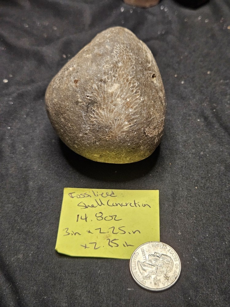 Fossilized Shell Concretion Specimen (14.8oz)