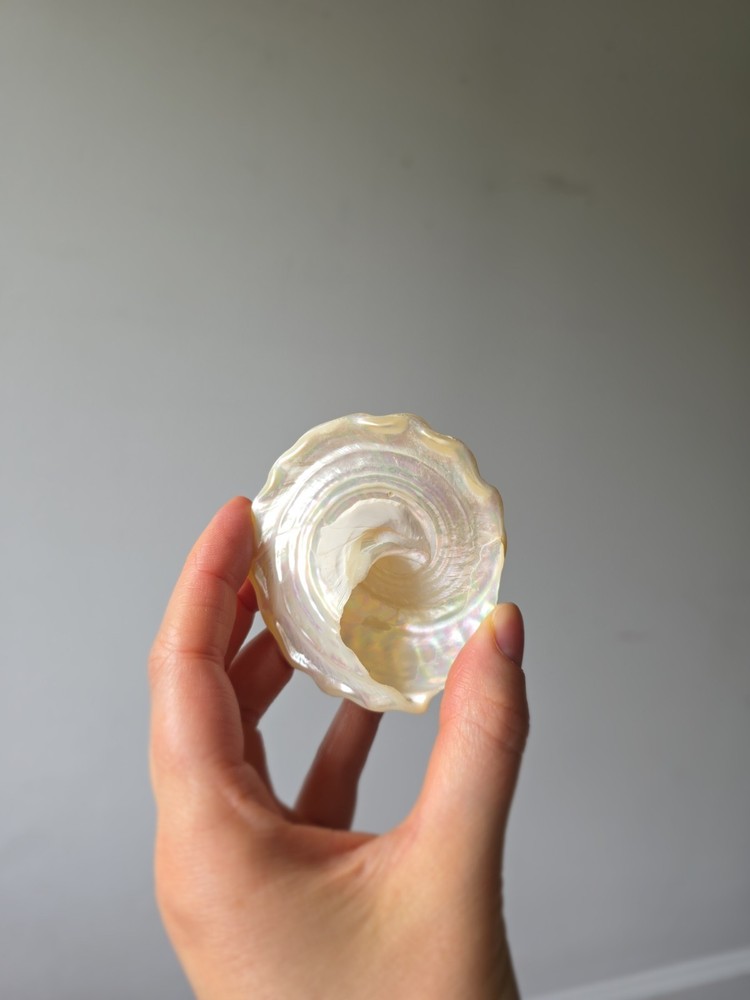 Iridescent Seashell Decorative Accent - Pearl White