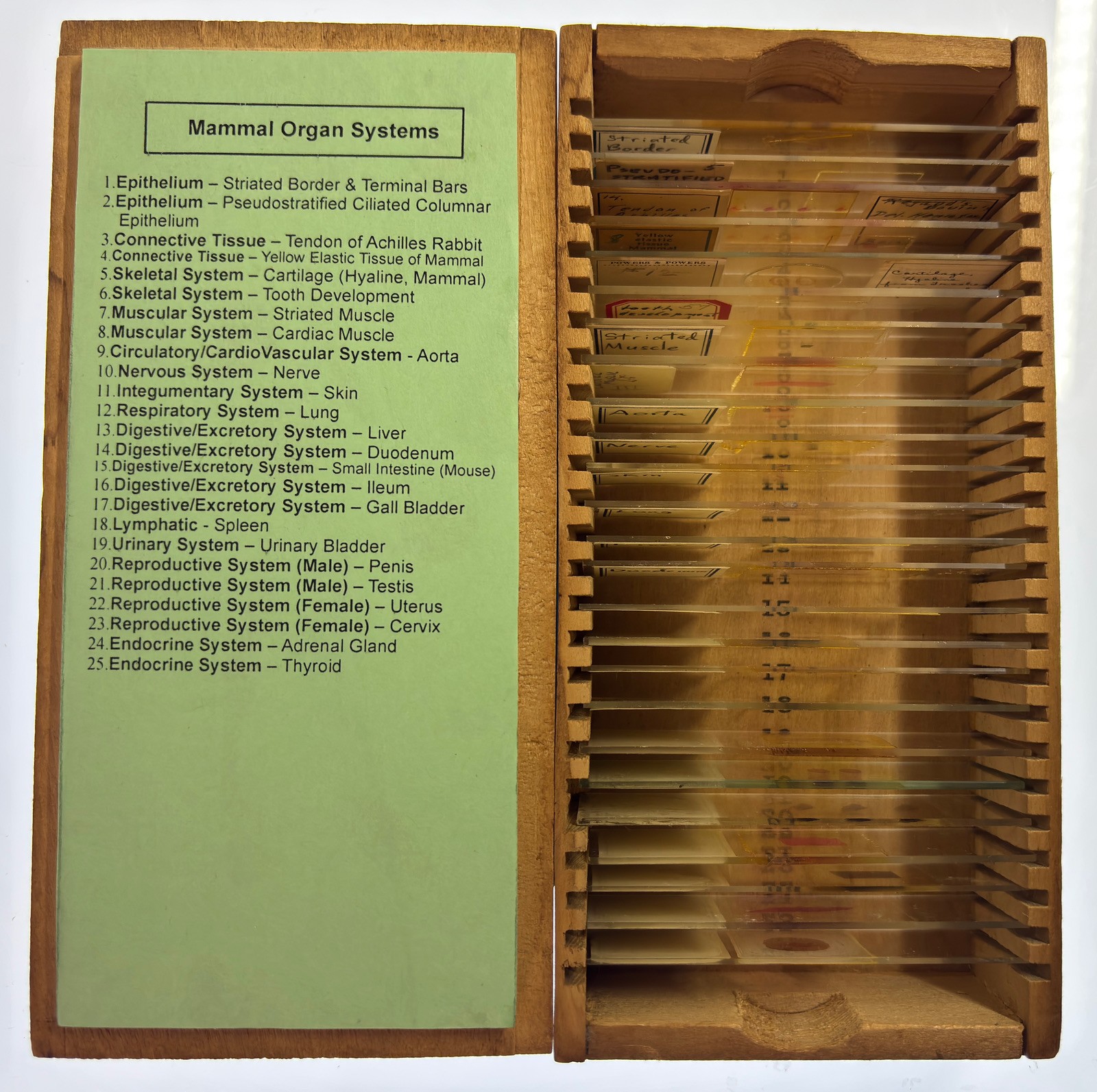 MAMMAL HISTOLOGY Microscope Slides set ORGAN SYSTEMS ANATOMY in wooden case