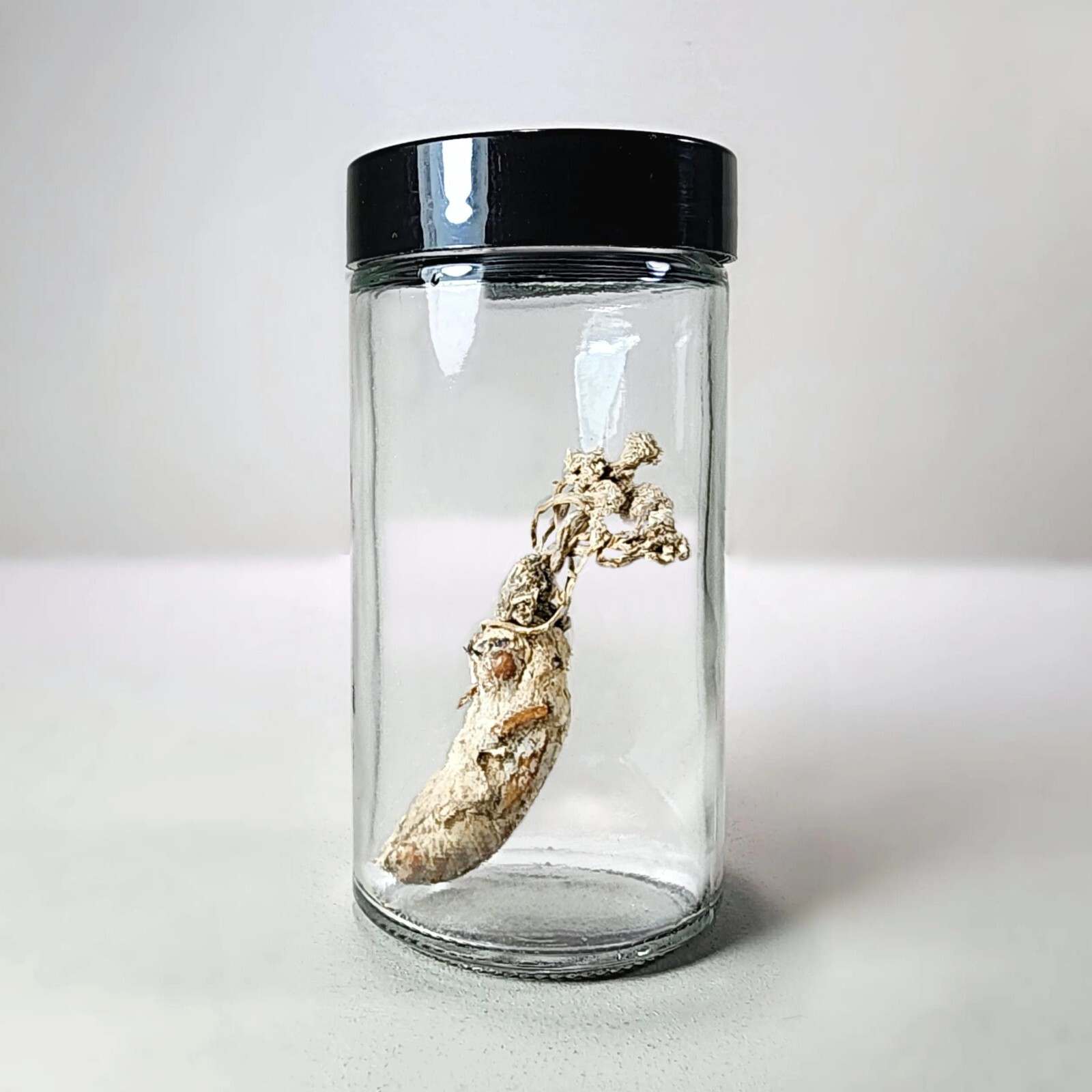 Zombie Fungus in Jar, Oddities Decor, Curio Jar, Cordyceps Fungi