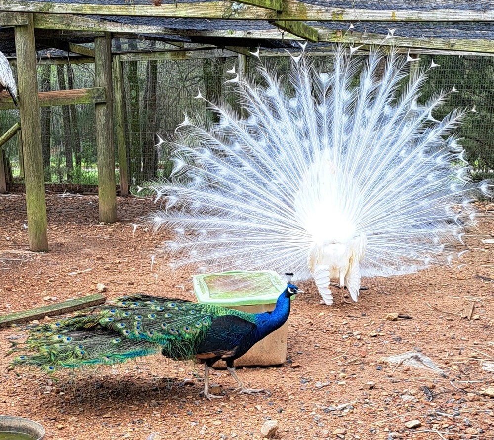 4 Peacock Hatching Eggs