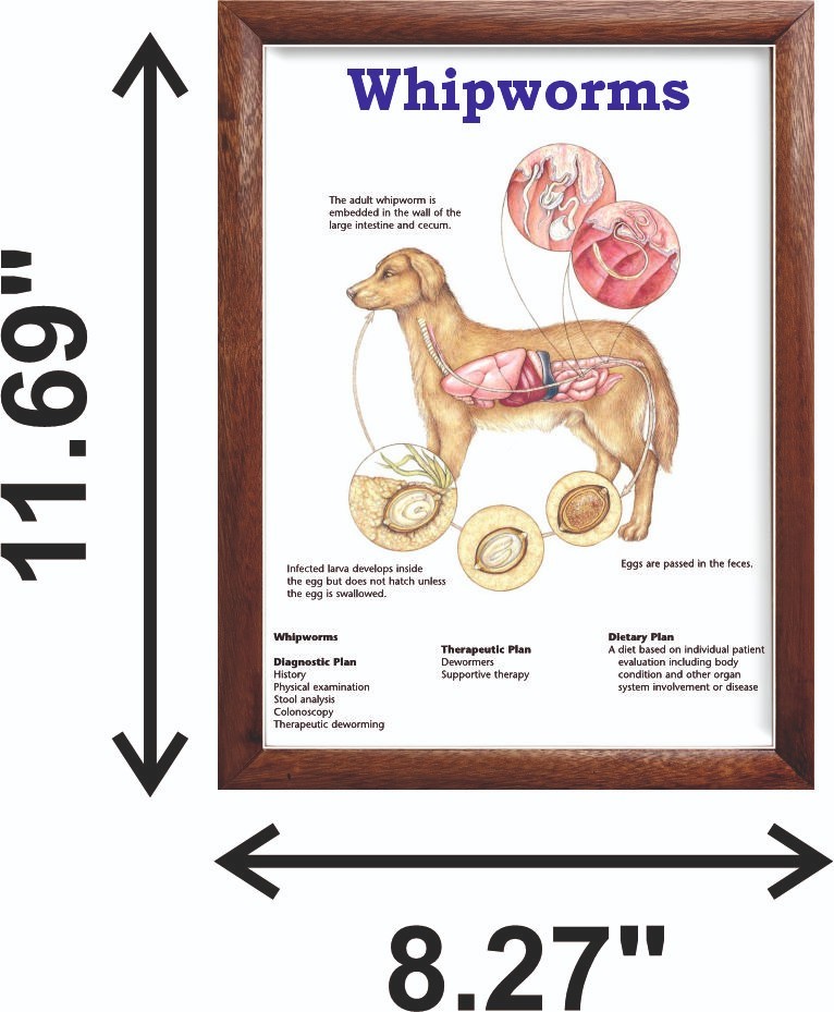 Whipworms Chart 12x18 inches