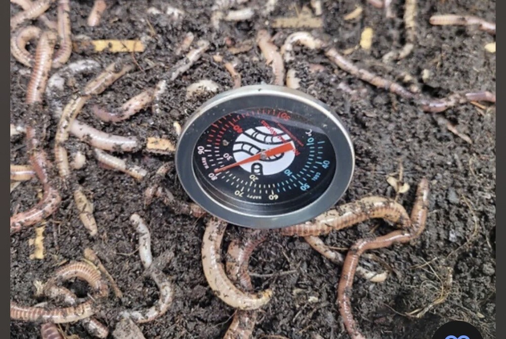 Worms Bedding Kit Super Special Formula 100% Organic + 8” Soil Thermometer.