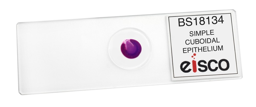 Simple Cuboidal Epithelium - Prepared Microscope Slide - 75x25mm - Eisco Labs