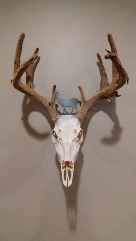 Whitetail Skull Hanger