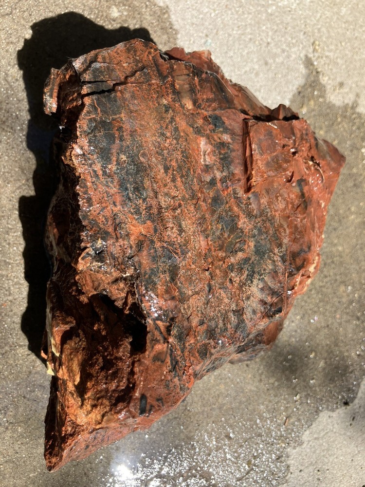 Arizona Petrified Log