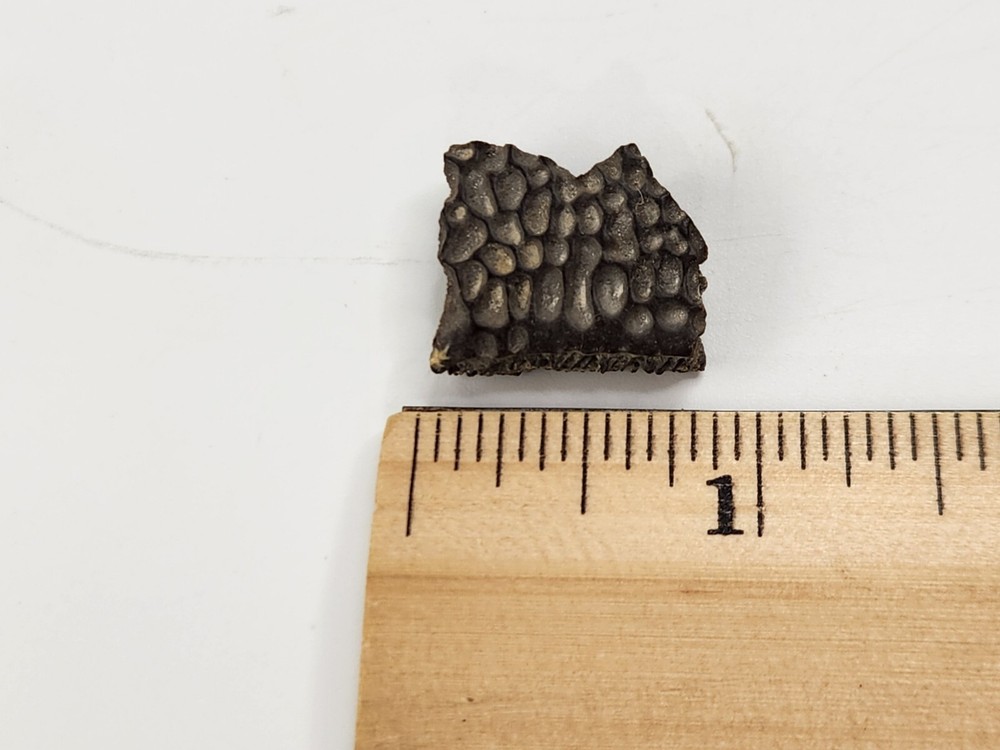 Turtle Shell Fossil - Judith River Fm. - Hill Co., MT