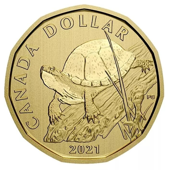 Canada 2021 - Blanding's Turtle - Specimen Loonie!!