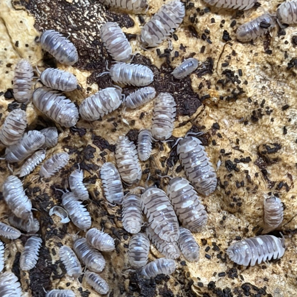 25+ Marbleized Isopods