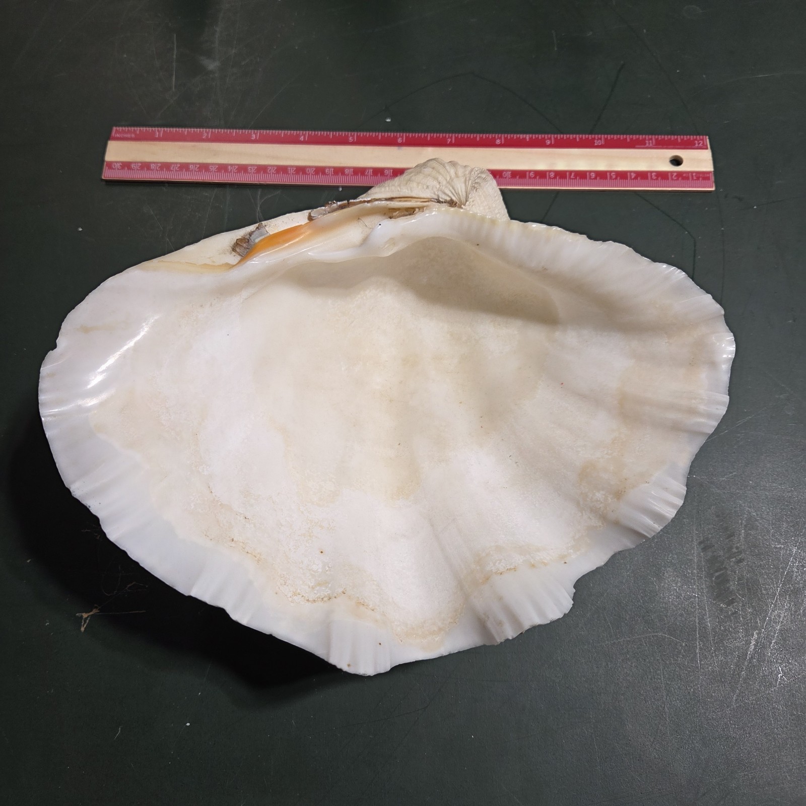 REAL 15½" Natural Giant Clam Shell Tridacna Gigas Sea *AND* 10" Giant Clamshell