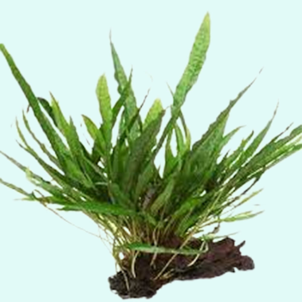 Java Fern Microsorum Pteropus Driftwood Live Aquarium Plants