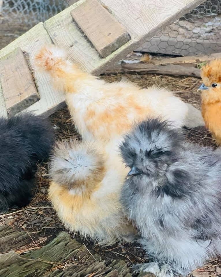 5+1 Silkie Calico Splash/Calico Paint Project Pen Hatching Eggs NPIP/AI