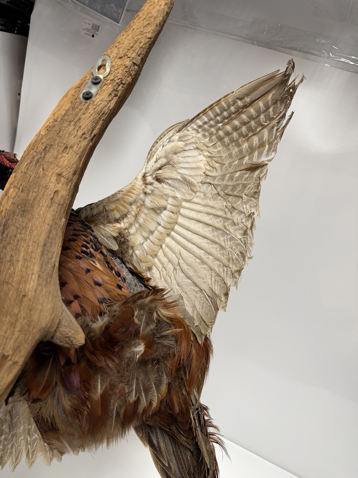 Pheasant Wall Mount Taxidermy Real Skin Flying Ring Neck Rooster On Wood Vintage