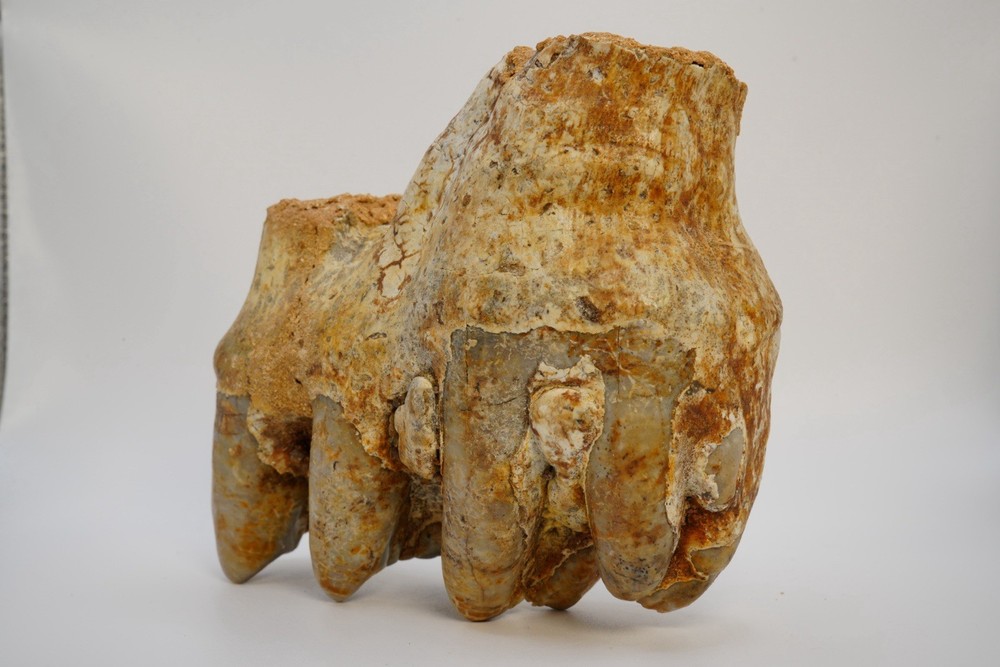 Platybelodon tooth