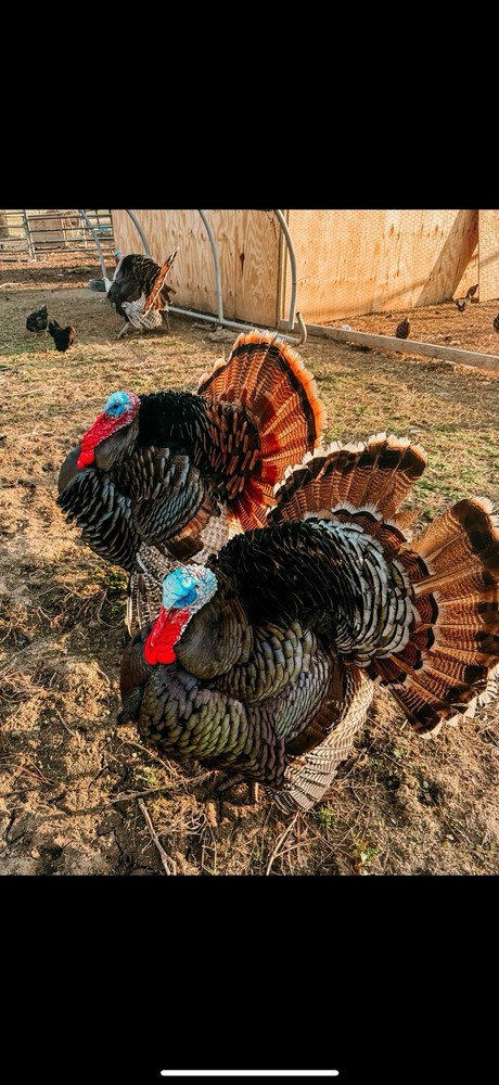 10 Heritage Turkey Fertile Hatching Eggs