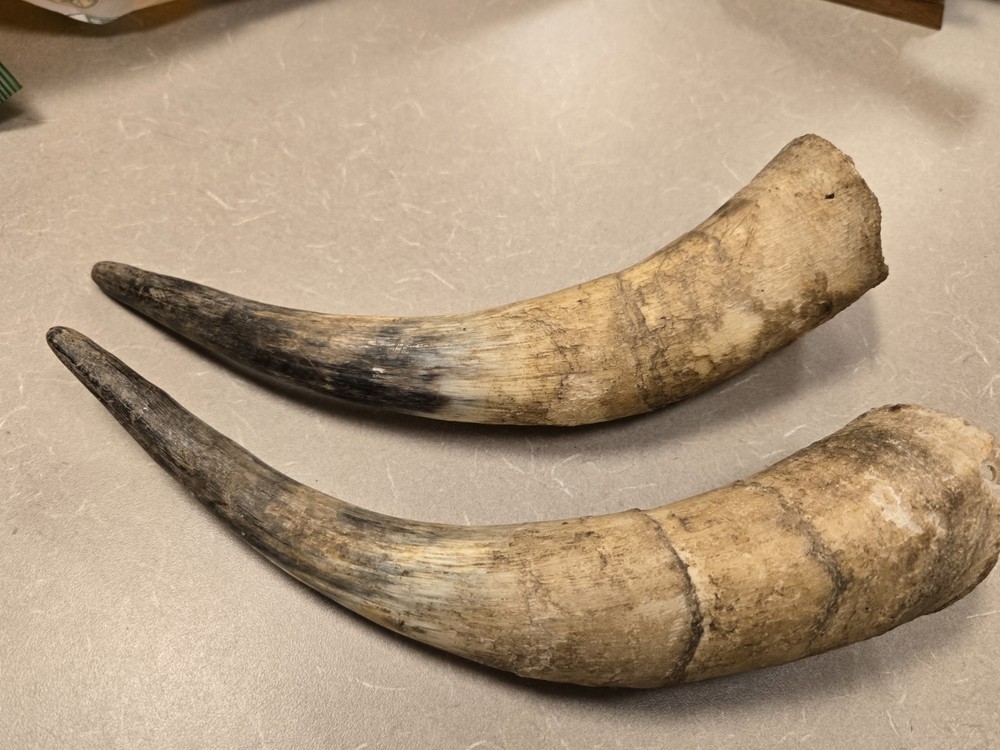 Lot Unfinished Muzzleloader Black Powder Horns