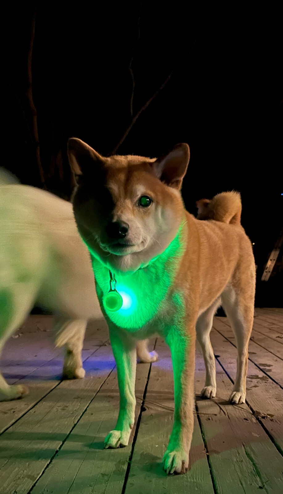 Rechargeable Dog Cat Collar Lights LED Clip on Light Veteran Owned