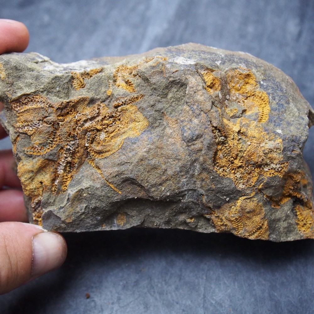 Edrioasteroid Protaster sp. Echinoderms Ordovician Fossil Fossilien