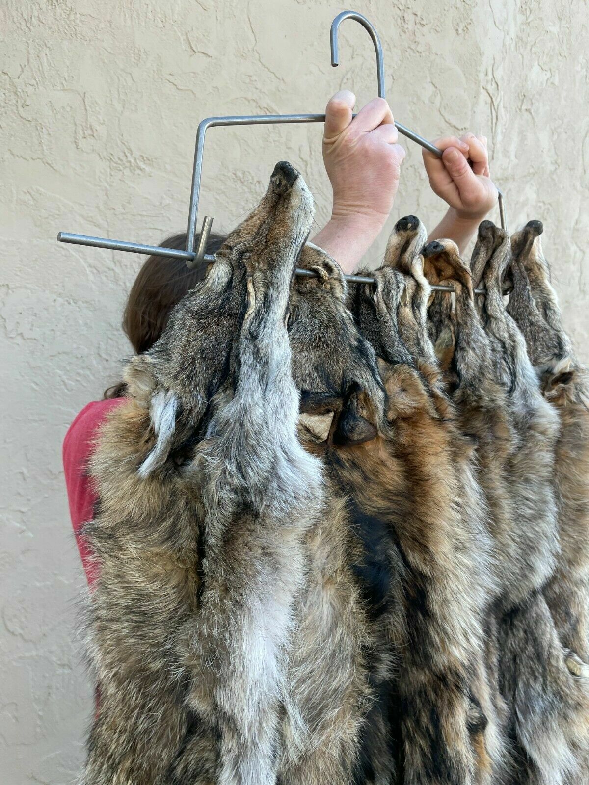 Tanned coyote pelt, fur, brush wolf, professional tan Canis latrans easterncoy