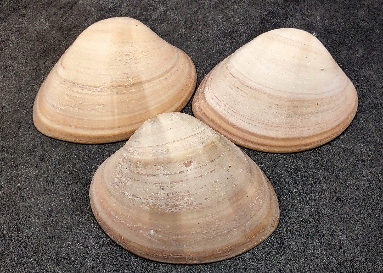 Mocha Clam Seashells Megapitaria Squalida (3 shells approx. 3+ inches)