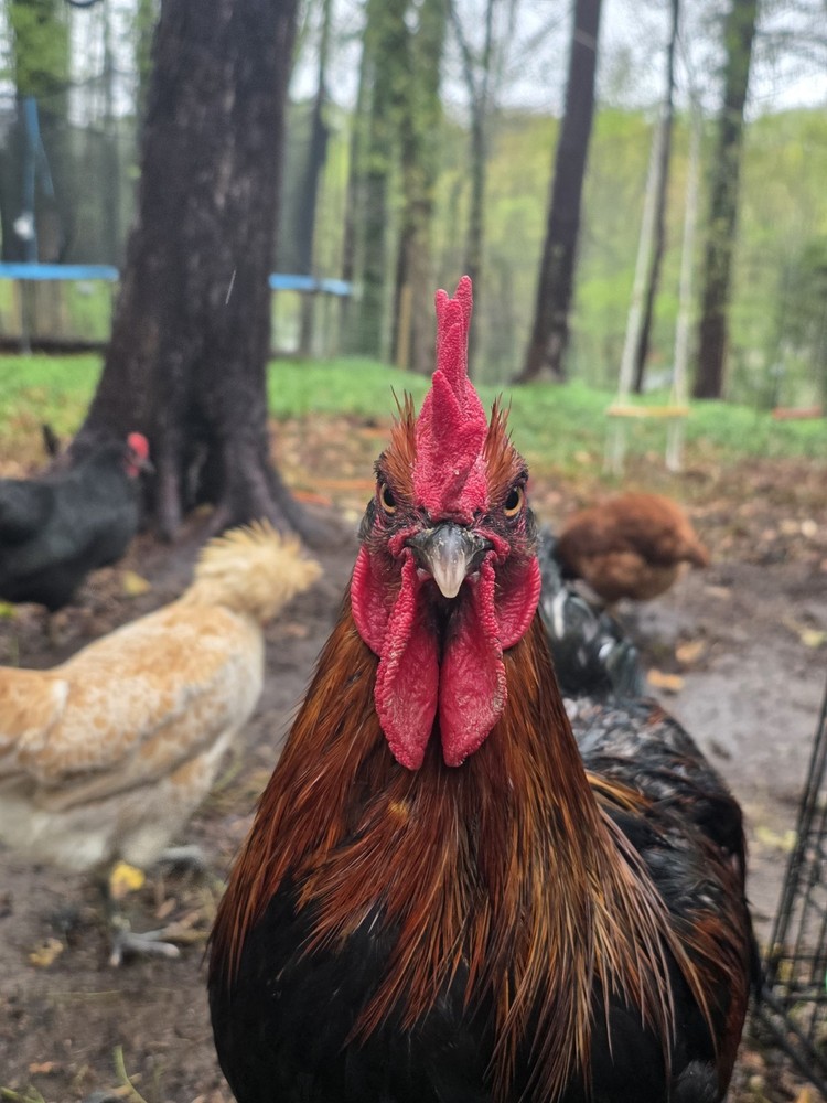 Hatching Eggs Barnyard Mix 12+ eggs - NPIP Certified PT/AI Clean Flock
