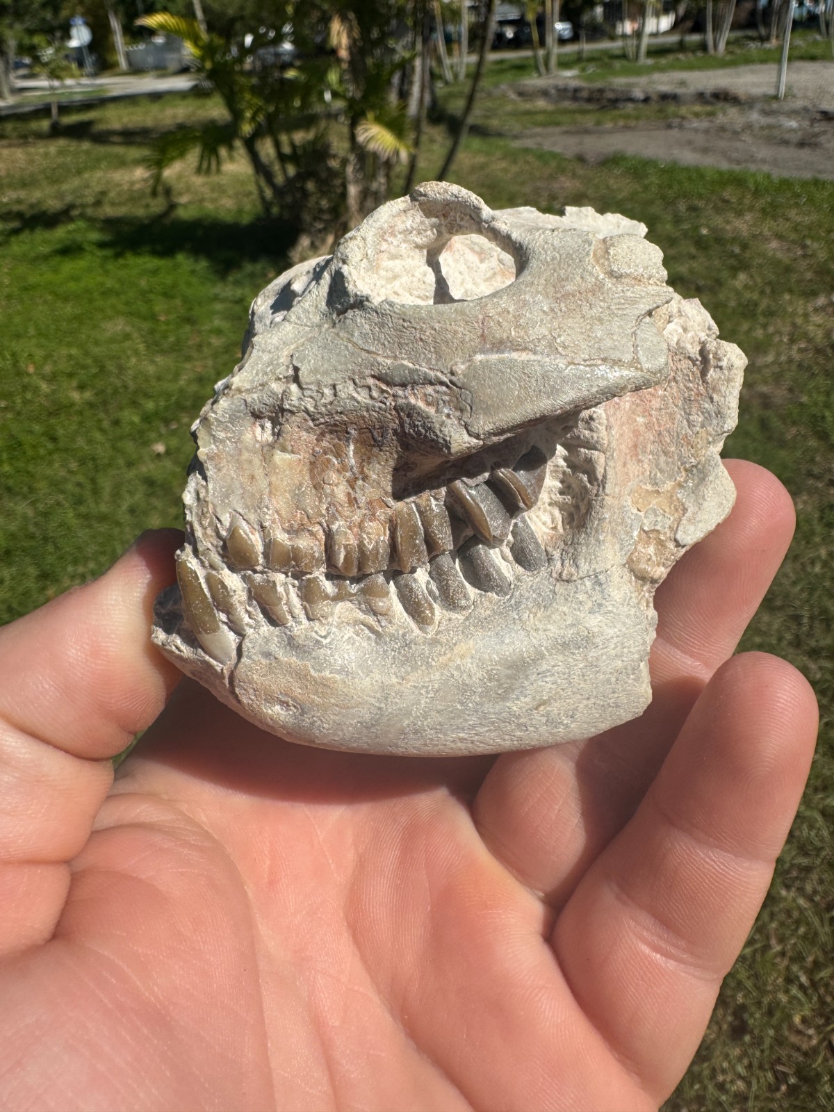 BEAUTIFUL PREP WHITE RIVER OREODONT LEPTAUCHENIA SKULL JAW TEETH BONE FOSSIL