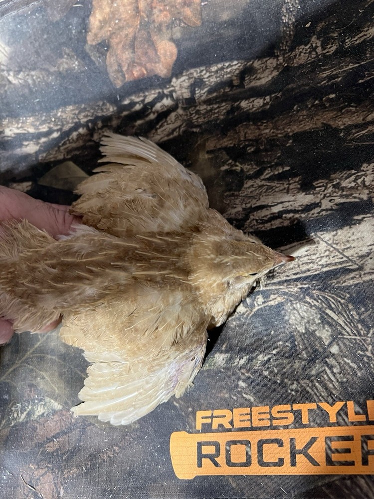 12+ count Ginger Quail Coturnix hatching eggs