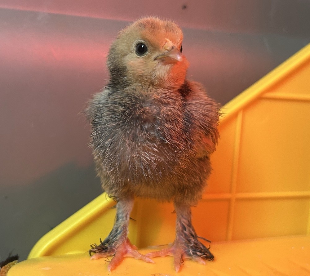 Belgian Bearded Mille Fleur D’Uccle Hatching Eggs 6 Plus 1