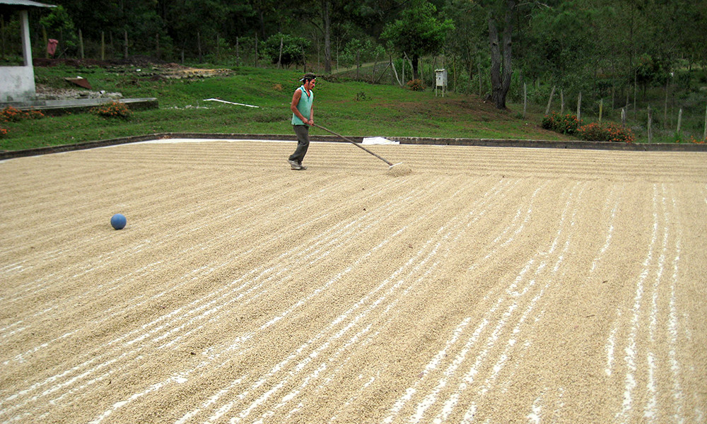 ETHIOPIAN YIRGACHEFFE COFFEE BEANS MEDIUM ROASTED 5 POUNDS